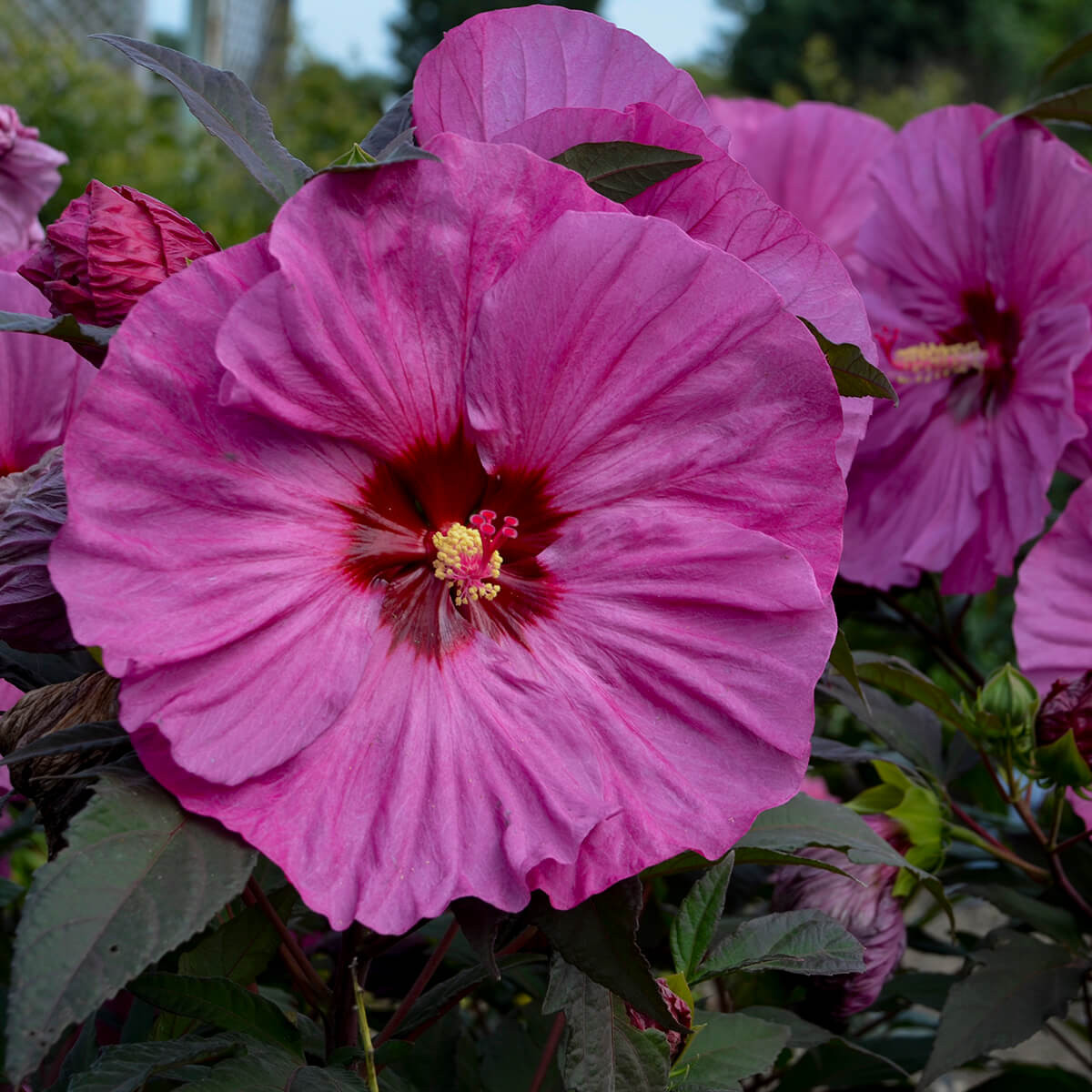Hibiscus 'Berry Awesome' (Rose Mallow)